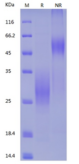 Recombinant Human NKG2A & CD94 Heterodimer (N-8His & N-Flag)